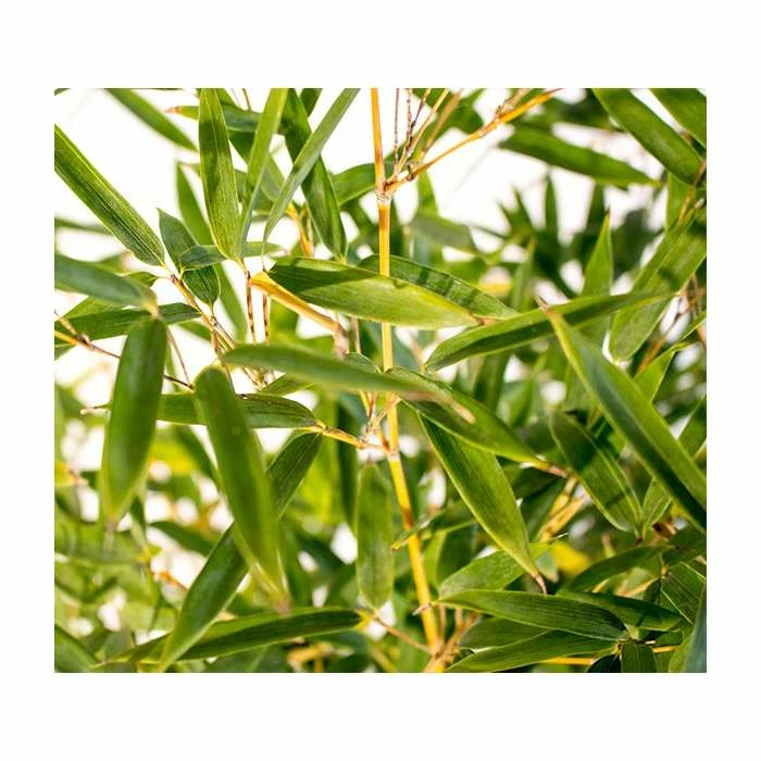 Yellow Bamboo | Phyllostachys Aureocaulis 'Spectabilis' 5 Yellow Bamboo | Phyllostachys Aureocaulis 'Spectabilis' - Image 3