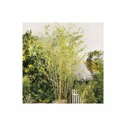 Yellow Bamboo | Phyllostachys Aureocaulis 'Spectabilis' 11 Yellow Bamboo | Phyllostachys Aureocaulis 'Spectabilis' -Plants outlet store PL1904 add image 2 1350