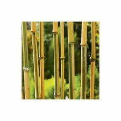 Yellow Bamboo | Phyllostachys Aureocaulis 'Spectabilis' 12 Yellow Bamboo | Phyllostachys Aureocaulis 'Spectabilis' -Plants outlet store PL1904 add image 3 7468