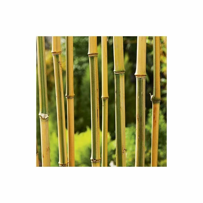 Yellow Bamboo | Phyllostachys Aureocaulis 'Spectabilis' 7 Yellow Bamboo | Phyllostachys Aureocaulis 'Spectabilis' - Image 5