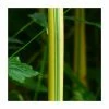 Yellow Bamboo | Phyllostachys Aureocaulis 'Spectabilis'