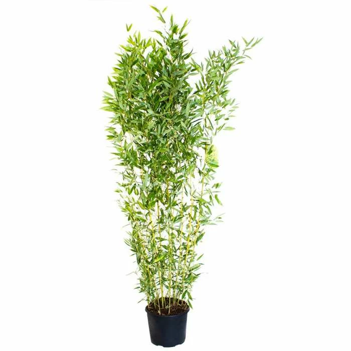 Yellow Bamboo | Phyllostachys Aureocaulis 'Spectabilis' 4 Yellow Bamboo | Phyllostachys Aureocaulis 'Spectabilis' - Image 2