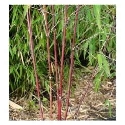 Red Bamboo | Fargesia Scabrida 'Asian Wonder' -Plants outlet store PL1910 add image 1 352e