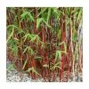 Red Bamboo | Fargesia Scabrida 'Asian Wonder' 2 Red Bamboo | Fargesia Scabrida 'Asian Wonder' -Plants outlet store PL1910 main image 6461