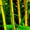 Phyllostachys Aureosulcata F. Spectabilis | 2L Pot -Plants outlet store PL30000286 56bc