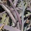 Phormium Platt's Black | 2L Pot 2 Phormium Platt's Black | 2L Pot -Plants outlet store PL30000294 3623