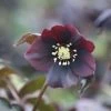 Helleborus × Hybridus Harvington Shades Of The Night | 2L Pot
