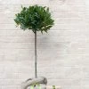 Laurus Nobilis | ½ Std 30cm Head -Plants outlet store PL30000336 79db