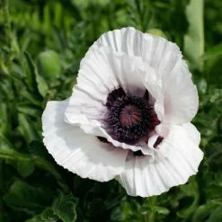 Papaver (Oriental Group) Royal Wedding | 2 Litre Pot