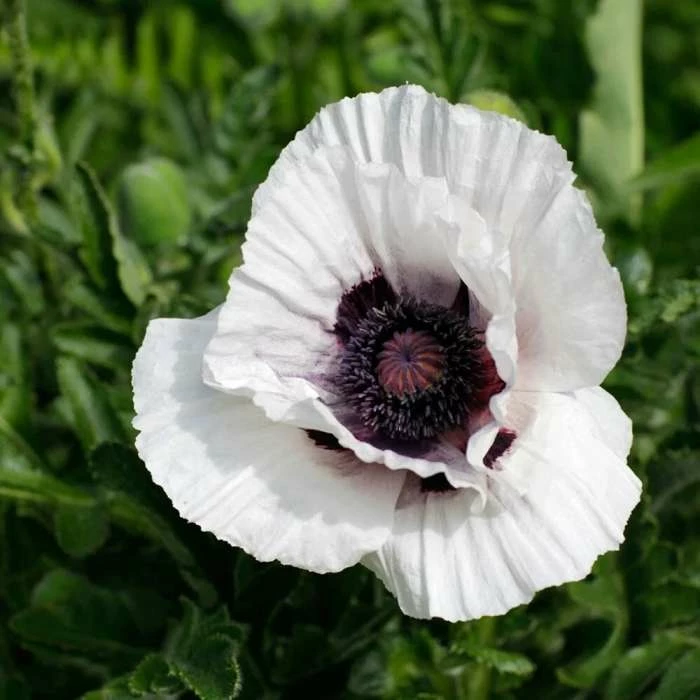 Papaver (Oriental Group) Royal Wedding | 2 Litre Pot 3 Papaver (Oriental Group) Royal Wedding | 2 Litre Pot