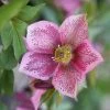 Helleborus × Hybridus Harvington Pink Speckled | 2L Pot 1 Helleborus × Hybridus Harvington Pink Speckled | 2L Pot -Plants outlet store PL30000433 7d4a