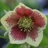 Helleborus × Hybridus Harvington Yellow Speckled | 2L Pot -Plants outlet store PL30000434 1adc