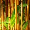 Phyllostachys Aureosulcata F. Aureocaulis | 2L Pot -Plants outlet store PL30000466 8b92