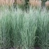 Panicum Virgatum Heavy Metal | 2L Pot -Plants outlet store PL30000595 5d84