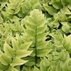 Cyrtomium Fortunei | 2L Pot -Plants outlet store PL30000647 5645