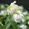 Helleborus × Hybridus Harvington Double White | 2L Pot -Plants outlet store PL30000661 9658