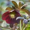 Helleborus × Hybridus Harvington Smokey Blues | 2L Pot -Plants outlet store PL30000664 4994
