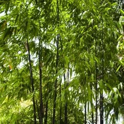 Phyllostachys Nigra | 2L Pot