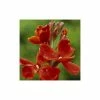 Erysimum Fire King | 1 Pack Of 10 -Plants outlet store PL30001021 d4d5