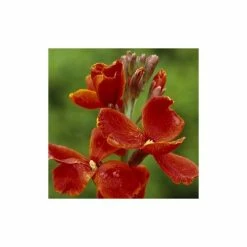 Erysimum Fire King | 1 Pack Of 10