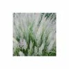 Calamagrostis Brachytricha | 2L Pot 1 Calamagrostis Brachytricha | 2L Pot -Plants outlet store PL30001305 8878