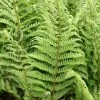 Dryopteris Filix-mas | 2L Pot