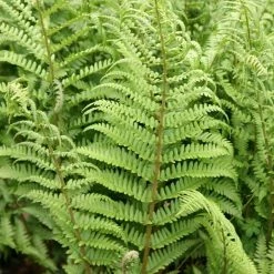 Dryopteris Filix-mas | 2L Pot