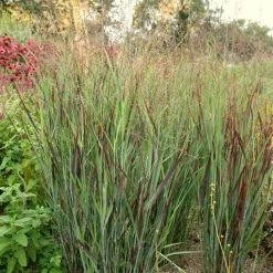 Panicum Virgatum Shenandoah | 2L Pot