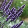 Agastache Blackadder | 2L Pot 2 Agastache Blackadder | 2L Pot -Plants outlet store PL30001438 8fe5