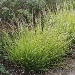 Sesleria Autumnalis | 2L Pot
