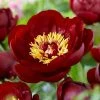 Paeonia Buckeye Belle | 4 Litre Pot -Plants outlet store PL30001498 a6e6
