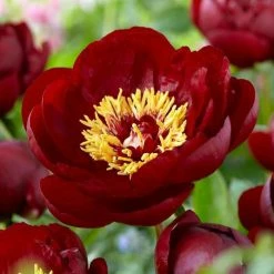 Paeonia Buckeye Belle | 4 Litre Pot
