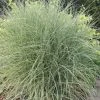 Miscanthus Sinensis Morning Light | 2L Pot 1 Miscanthus Sinensis Morning Light | 2L Pot -Plants outlet store PL30001667 61fa