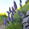 Echium Candicans | 3.5 Litre Pot -Plants outlet store PL30001706 46ef