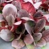 Bergenia Overture | 2L Pot -Plants outlet store PL30001708 2efb