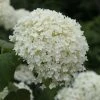 Hydrangea Arborescens Annabelle | 10L Pot 2 Hydrangea Arborescens Annabelle | 10L Pot -Plants outlet store PL30002259 a9f4