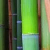 Phyllostachys Bissetii | 5L Pot -Plants outlet store PL30002351 34c7