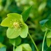 Helleborus × Hybridus Harvington Lime | 2L Pot -Plants outlet store PL30002652 795c