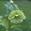 Helleborus × Hybridus Harvington Double Lime-green | 2L Pot 2 Helleborus × Hybridus Harvington Double Lime-green | 2L Pot -Plants outlet store PL30002653 3ff0