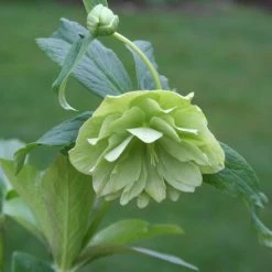 Helleborus × Hybridus Harvington Double Lime-green | 2L Pot