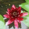 Nymphaea Almost Black | 1 Litre Aquatic Pot 2 Nymphaea Almost Black | 1 Litre Aquatic Pot -Plants outlet store PL30002662 01f8