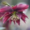 Helleborus × Hybridus Harvington Double Chocolate | 2L Pot -Plants outlet store PL30002836 e6e1