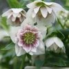 Helleborus × Hybridus Harvington Double White Speckled | 2L Pot -Plants outlet store PL30002837 6e02
