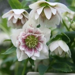 Helleborus × Hybridus Harvington Double White Speckled | 2L Pot