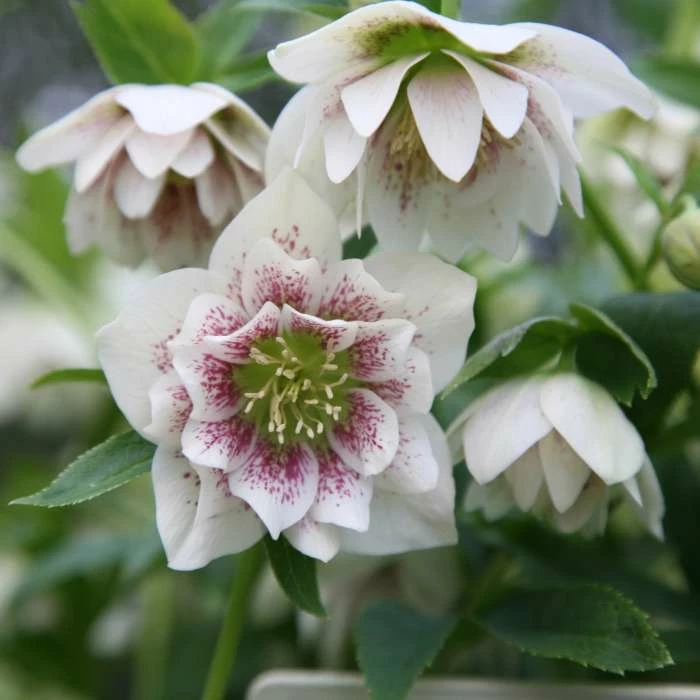 Helleborus × Hybridus Harvington Double White Speckled | 2L Pot 3 Helleborus × Hybridus Harvington Double White Speckled | 2L Pot
