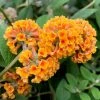 Buddleja X Weyeriana Sungold | 2 Litre Pot -Plants outlet store PL30002881 cacb