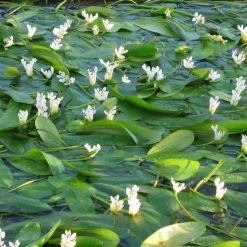 Aponogeton Distachyos | 1 Litre Aquatic Pot