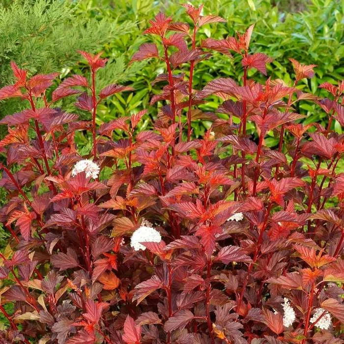 Physocarpus Opulifolius Diable D'Or ('Mindia') (PBR) | 2L Pot 3 Physocarpus Opulifolius Diable D'Or ('Mindia') (PBR) | 2L Pot