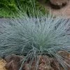Festuca Glauca Intense Blue ('Casblue') (PBR) | 2L Pot -Plants outlet store PL30003154 45f3
