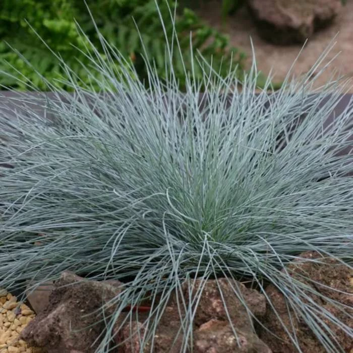 Festuca Glauca Intense Blue ('Casblue') (PBR) | 2L Pot 3 Festuca Glauca Intense Blue ('Casblue') (PBR) | 2L Pot